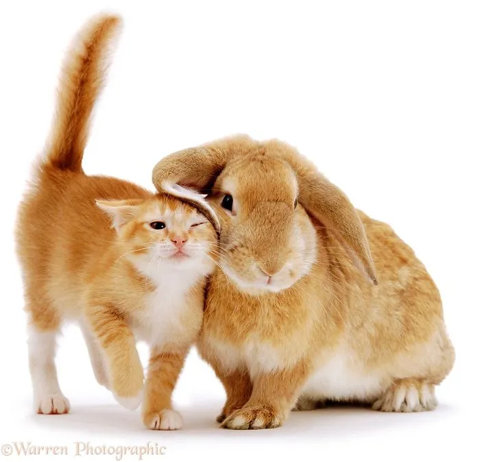This Photographer Shoots Pet Brothers From Other Mothers And It's Too Adorable