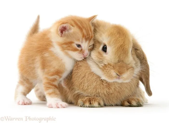 This Photographer Shoots Pet Brothers From Other Mothers And It's Too Adorable