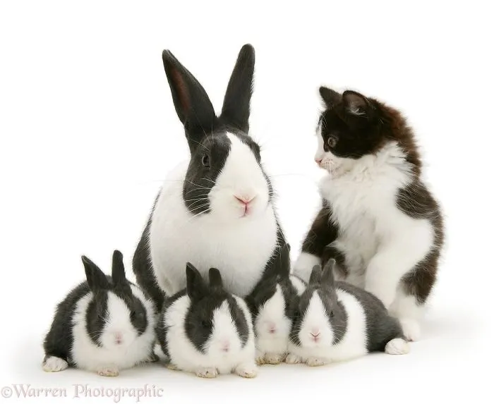 This Photographer Shoots Pet Brothers From Other Mothers And It's Too Adorable