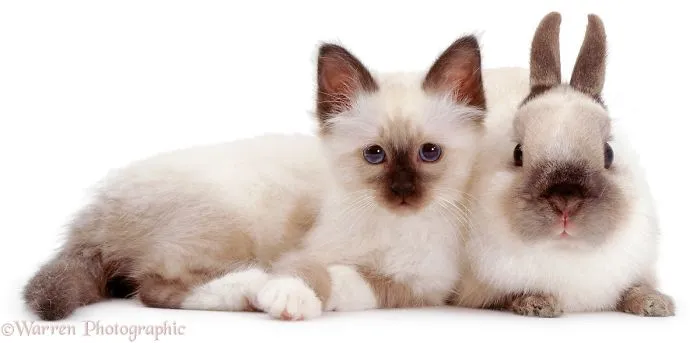 This Photographer Shoots Pet Brothers From Other Mothers And It's Too Adorable