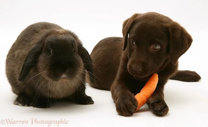 This Photographer Shoots Pet Brothers From Other Mothers And It's Too Adorable