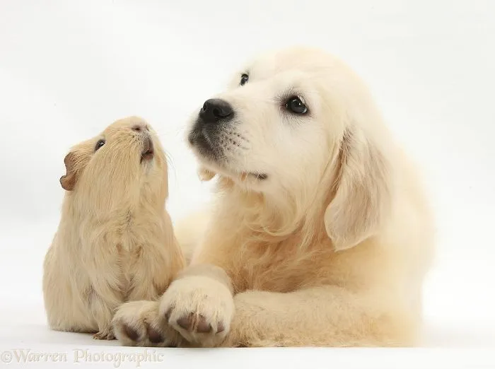 This Photographer Shoots Pet Brothers From Other Mothers And It's Too Adorable