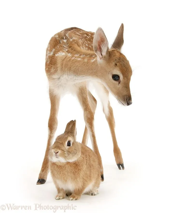 This Photographer Shoots Pet Brothers From Other Mothers And It's Too Adorable