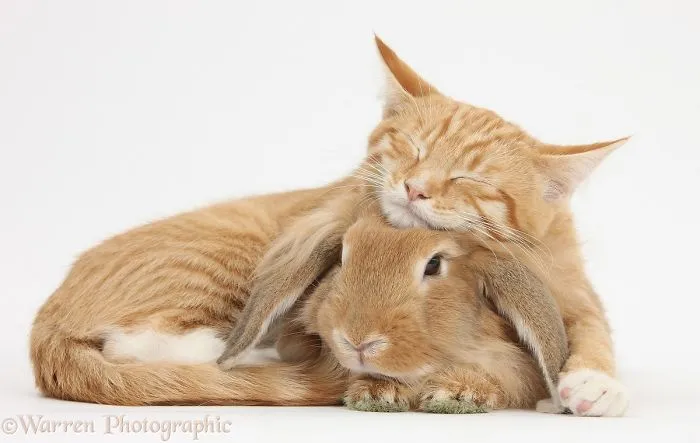 This Photographer Shoots Pet Brothers From Other Mothers And It's Too Adorable