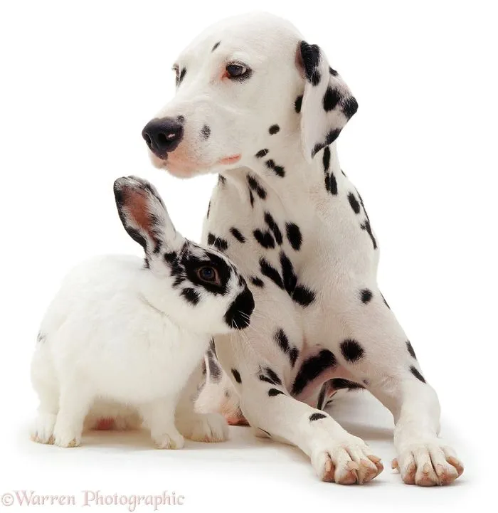This Photographer Shoots Pet Brothers From Other Mothers And It's Too Adorable
