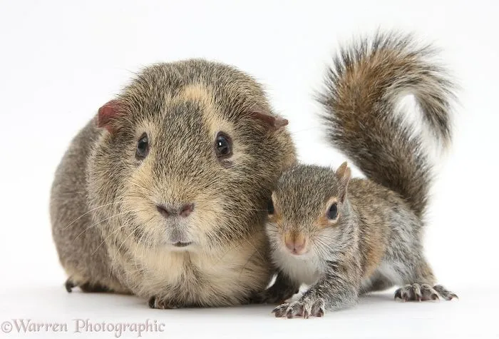 This Photographer Shoots Pet Brothers From Other Mothers And It's Too Adorable