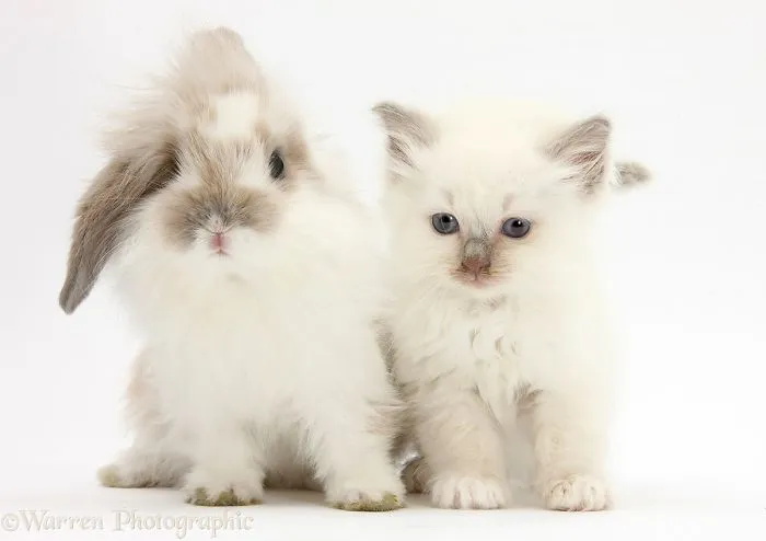 This Photographer Shoots Pet Brothers From Other Mothers And It's Too Adorable