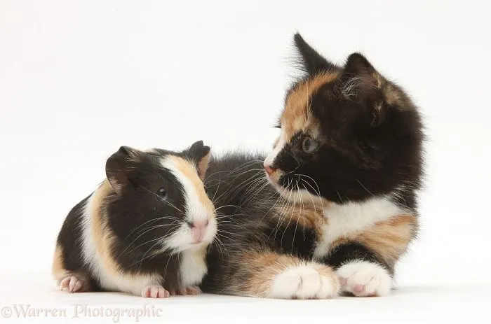 Matching Pets
