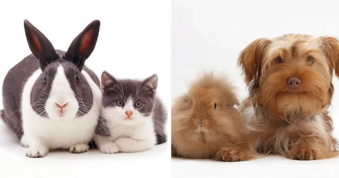This Photographer Shoots Pet Brothers From Other Mothers And It's Too Adorable