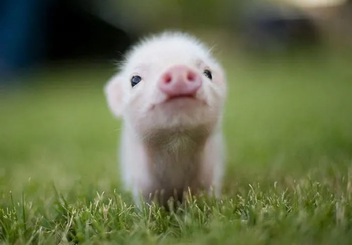 5+ Photos Of The Cutest Animals Ever