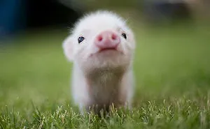 5+ Photos Of The Cutest Animals Ever