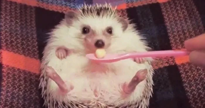 Meet Azuki, The Cutest Hedgehog From Japan