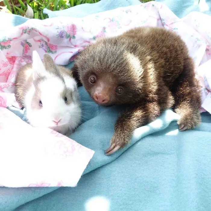 100 Unbearably Cute Sloth Pics To Celebrate The International Sloth Day