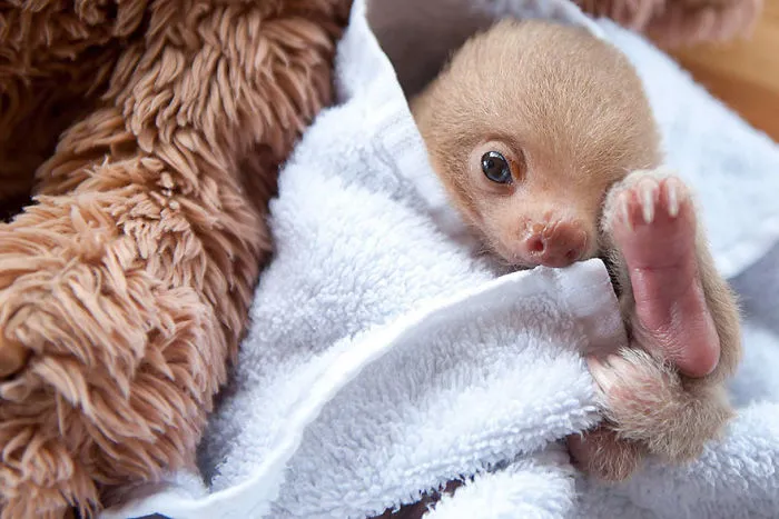 100 Unbearably Cute Sloth Pics To Celebrate The International Sloth Day