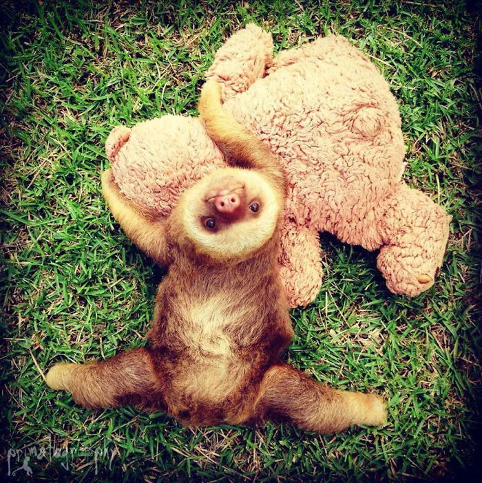 100 Unbearably Cute Sloth Pics To Celebrate The International Sloth Day