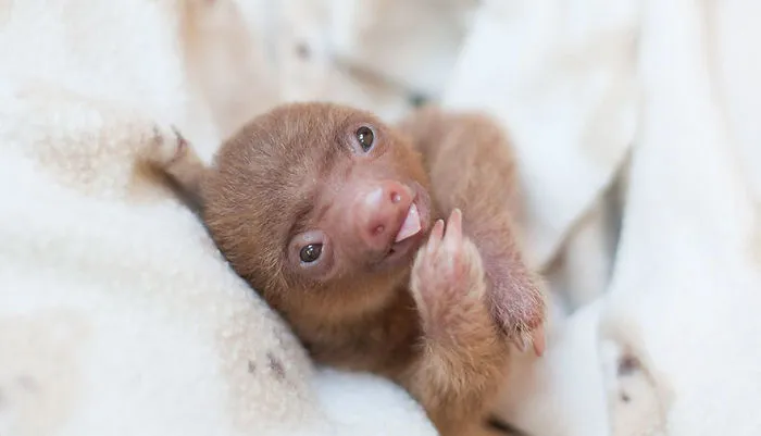 100 Unbearably Cute Sloth Pics To Celebrate The International Sloth Day