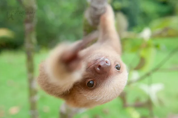 100 Unbearably Cute Sloth Pics To Celebrate The International Sloth Day