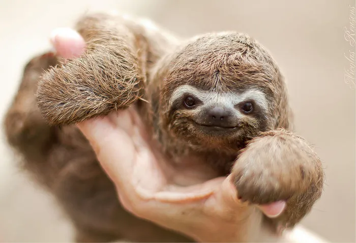 100 Unbearably Cute Sloth Pics To Celebrate The International Sloth Day