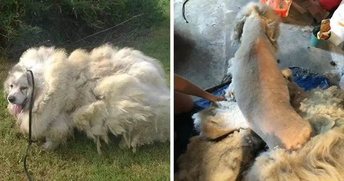 Dog Found Trapped in Barn, Gets Over 35 Pounds of Fur Off
