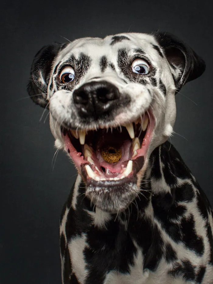 Hilarious Expressions Of Dogs Trying To Catch Treats In Mid-Air