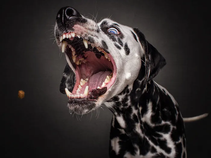 Hilarious Expressions Of Dogs Trying To Catch Treats In Mid-Air