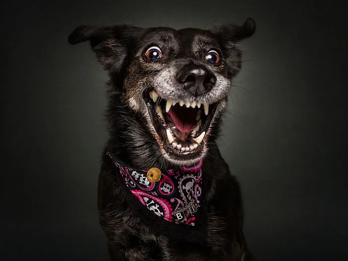 Hilarious Expressions Of Dogs Trying To Catch Treats In Mid-Air