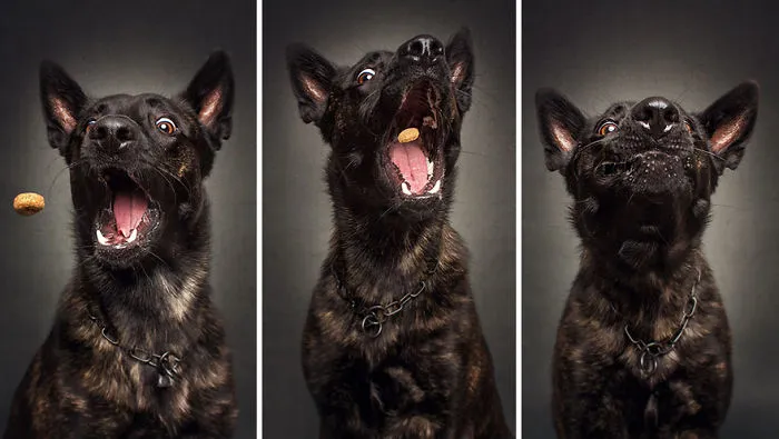 Hilarious Expressions Of Dogs Trying To Catch Treats In Mid-Air