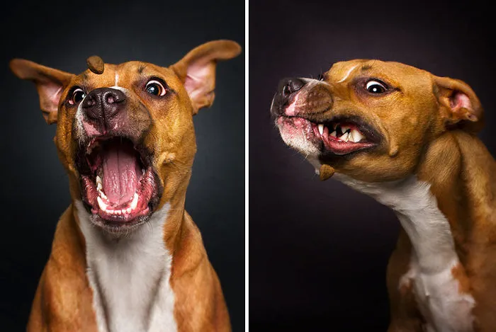 Hilarious Expressions Of Dogs Trying To Catch Treats In Mid-Air