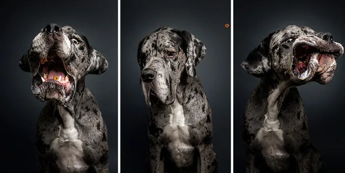 Hilarious Expressions Of Dogs Trying To Catch Treats In Mid-Air