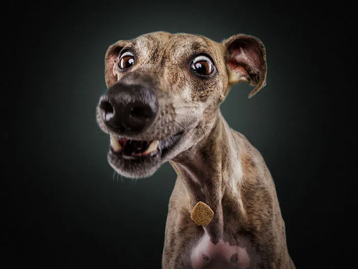 Hilarious Expressions Of Dogs Trying To Catch Treats In Mid-Air