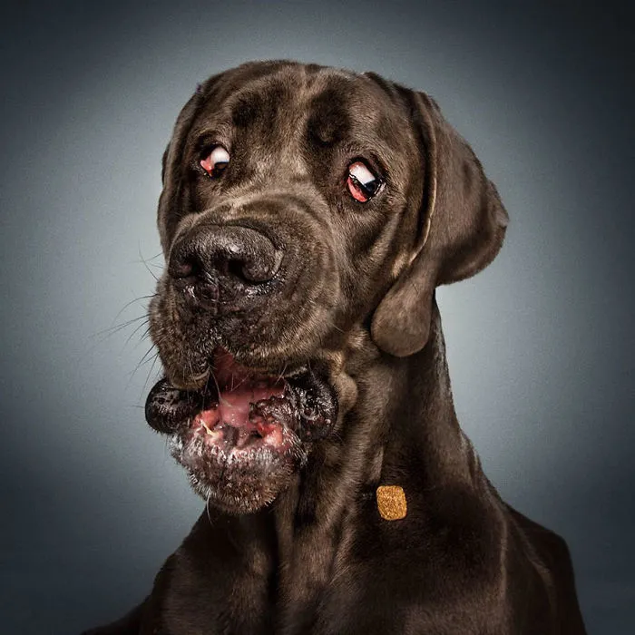 Hilarious Expressions Of Dogs Trying To Catch Treats In Mid-Air