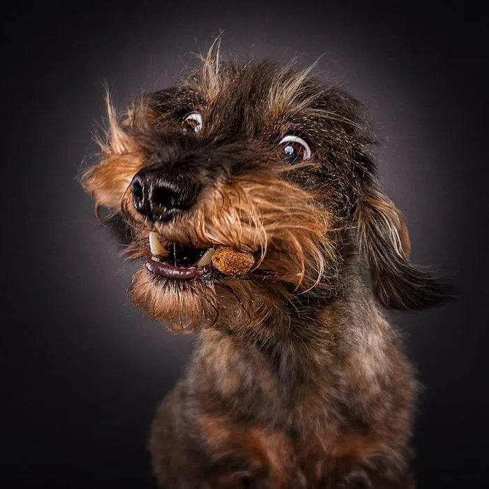 Hilarious Expressions Of Dogs Trying To Catch Treats In Mid-Air