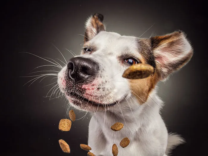 Hilarious Expressions Of Dogs Trying To Catch Treats In Mid-Air