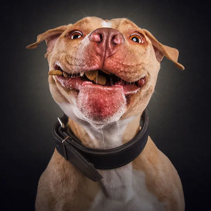 Hilarious Expressions Of Dogs Trying To Catch Treats In Mid-Air