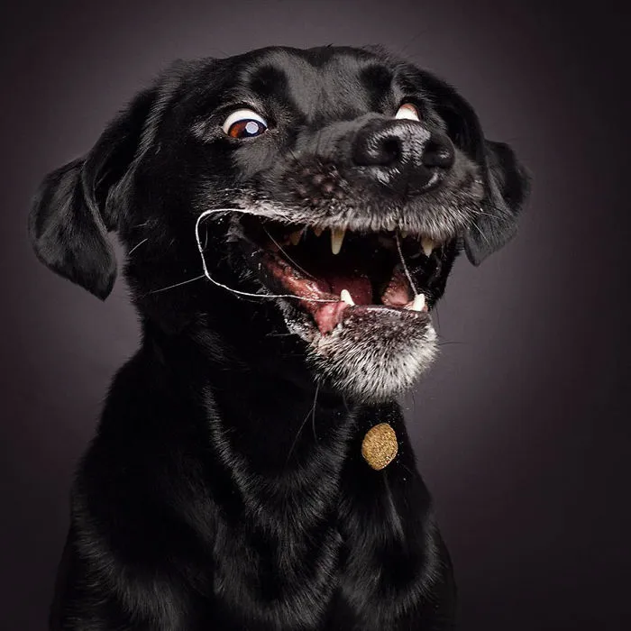 Hilarious Expressions Of Dogs Trying To Catch Treats In Mid-Air