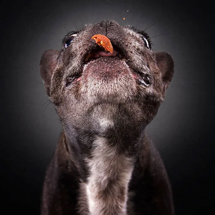 Hilarious Expressions Of Dogs Trying To Catch Treats In Mid-Air