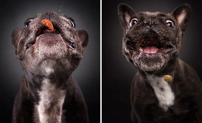 Hilarious Expressions Of Dogs Trying To Catch Treats In Mid-Air