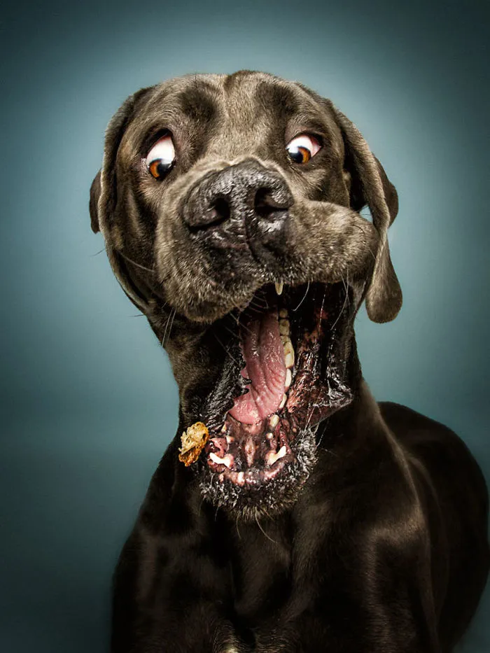 Hilarious Expressions Of Dogs Trying To Catch Treats In Mid-Air