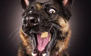 Hilarious Expressions Of Dogs Trying To Catch Treats In Mid-Air