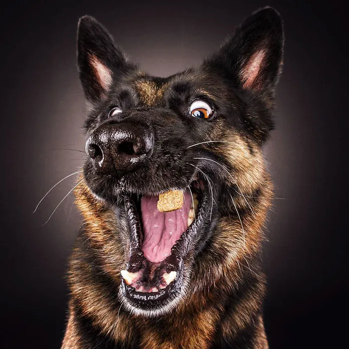 Hilarious Expressions Of Dogs Trying To Catch Treats In Mid-Air