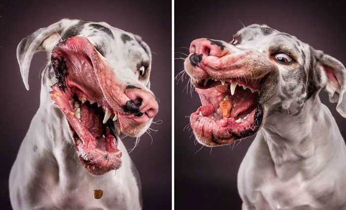 Hilarious Expressions Of Dogs Trying To Catch Treats In Mid-Air