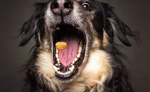 Hilarious Expressions Of Dogs Trying To Catch Treats In Mid-Air