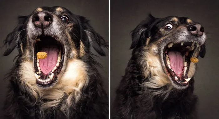 Hilarious Expressions Of Dogs Trying To Catch Treats In Mid-Air