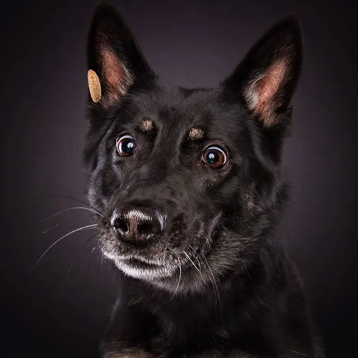 Hilarious Expressions Of Dogs Trying To Catch Treats In Mid-Air