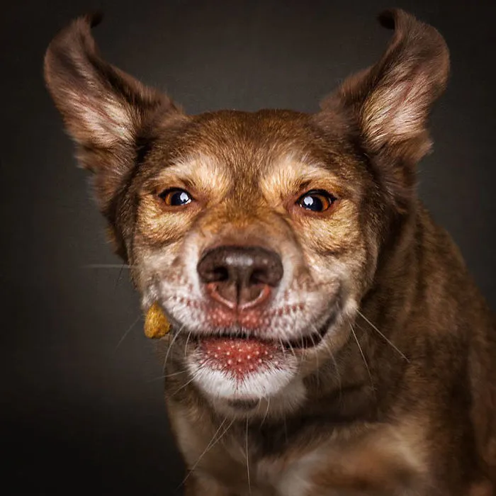 Hilarious Expressions Of Dogs Trying To Catch Treats In Mid-Air