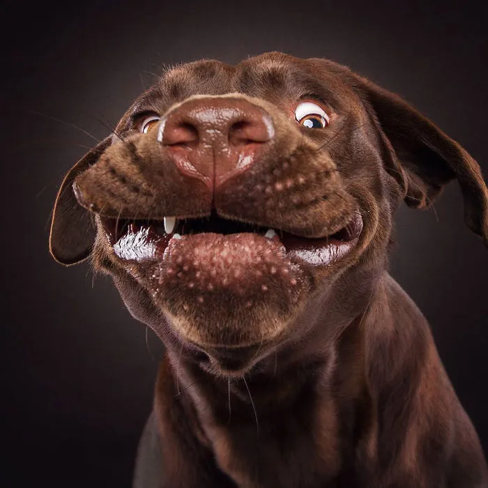 Hilarious Expressions Of Dogs Trying To Catch Treats In Mid-Air