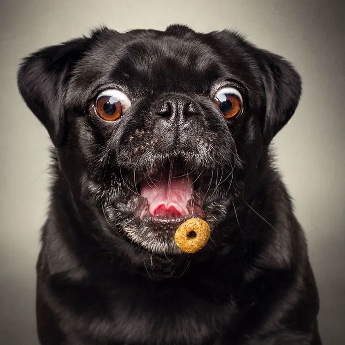 Hilarious Expressions Of Dogs Trying To Catch Treats In Mid-Air