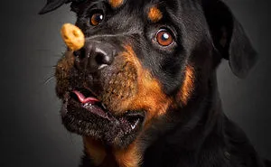 Hilarious Expressions Of Dogs Trying To Catch Treats In Mid-Air