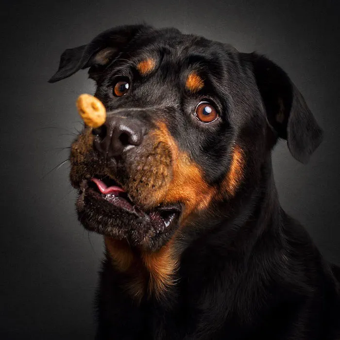 Hilarious Expressions Of Dogs Trying To Catch Treats In Mid-Air