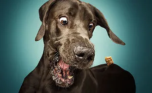 Hilarious Expressions Of Dogs Trying To Catch Treats In Mid-Air